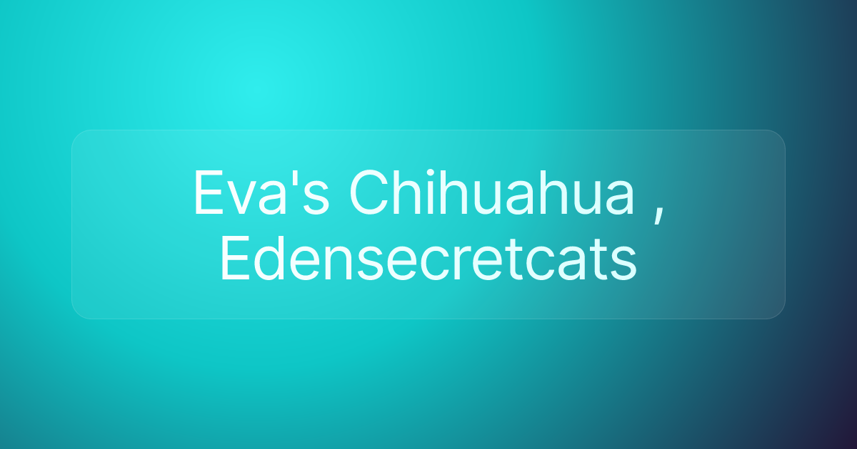 Eva's Chihuahua , Edensecretcats